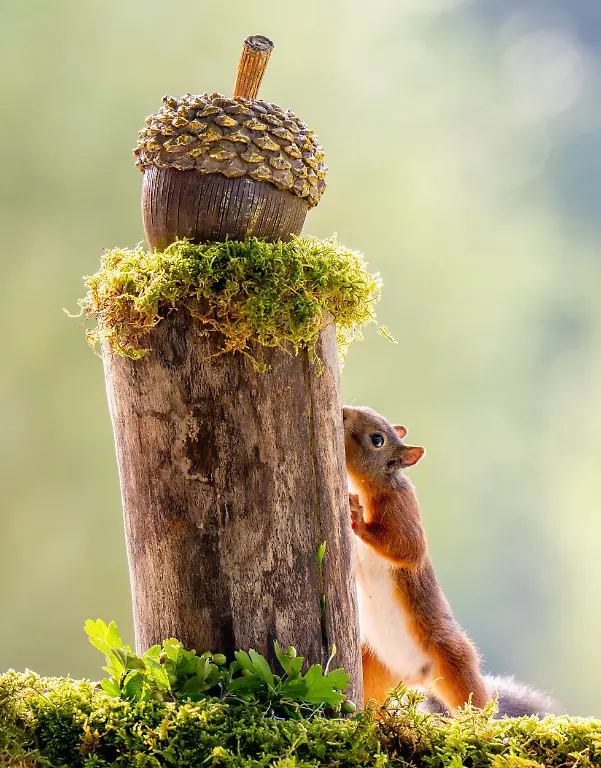 The Golden Acorn, by Stan Bouman, The Nature Photography Contest 2025 Funny Nature  Finalist